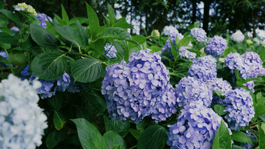 自然唯美紫色绣球花花朵花卉植物空镜实拍