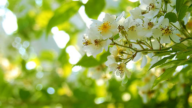 自然唯美夏日阳光洒落树叶实拍素材