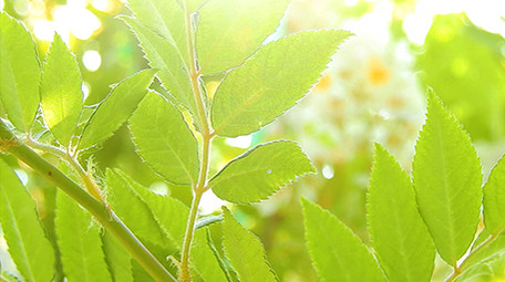 自然唯美夏日阳光洒落树叶实拍素材