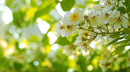 自然唯美夏日阳光洒落树叶实拍素材