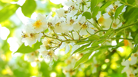 自然唯美夏日阳光洒落树叶实拍素材