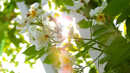 自然唯美夏日阳光洒落树叶实拍素材