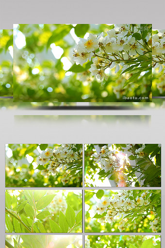 自然唯美夏日阳光洒落树叶实拍素材图片