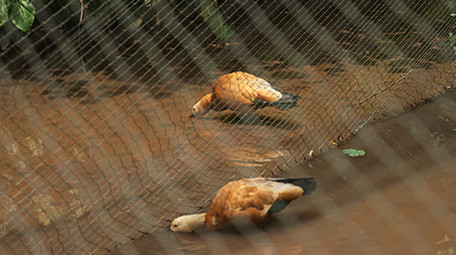 行业简约家鸭鸭子家禽农业乡村经济实拍