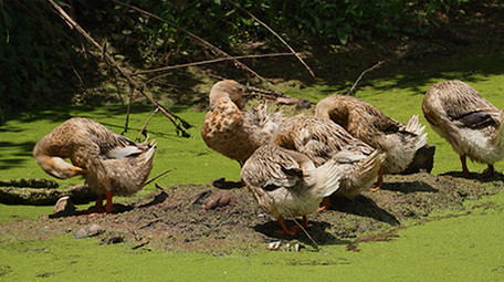 行业简约家鸭鸭子家禽农业乡村经济实拍