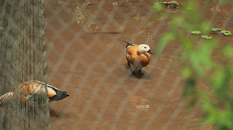 行业简约家鸭鸭子家禽农业乡村经济实拍