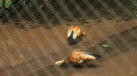 行业简约家鸭鸭子家禽农业乡村经济实拍