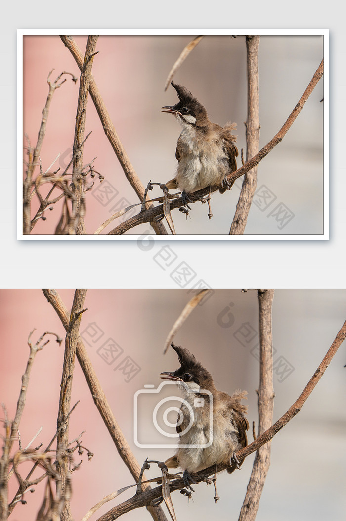 夏日清新枝头上的小鸟摄影图图片图片