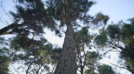 写意唯美女孩行走在森林意境素材实拍