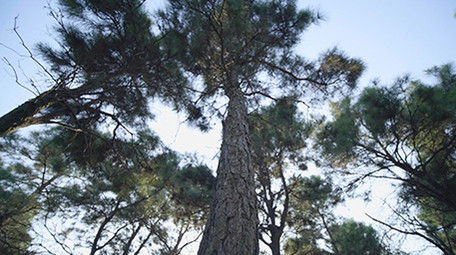 写意唯美女孩行走在森林意境素材实拍
