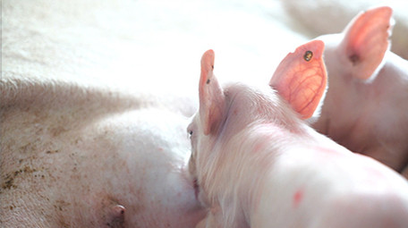 行业职业简约大气仔猪吃奶实拍视频