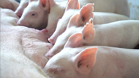 行业职业简约大气仔猪吃奶实拍视频