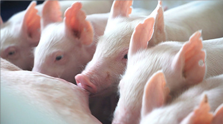 行业职业简约大气仔猪吃奶实拍视频