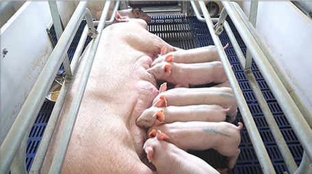 行业职业简约大气仔猪吃奶实拍视频