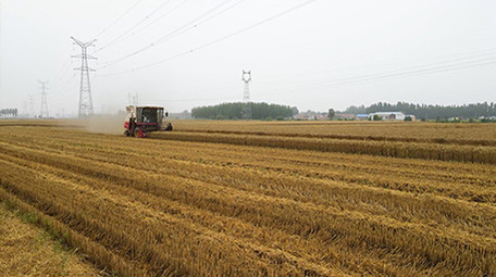 农业麦收场景小麦联合收割机麦田作业