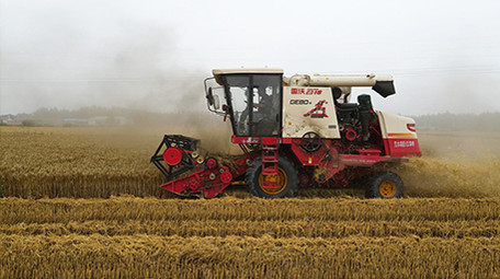 农业麦收场景小麦联合收割机麦田作业