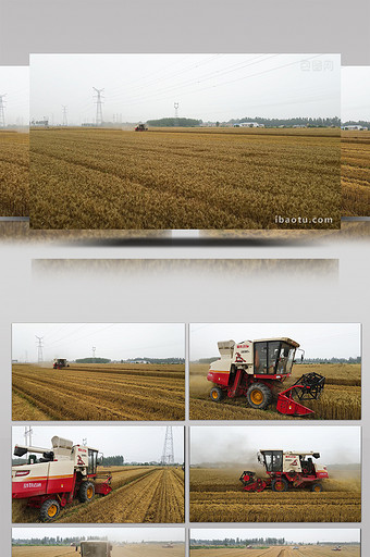 农业麦收场景小麦联合收割机麦田作业图片
