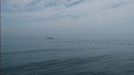 行业职业渔业养殖海上网箱养鱼渔民海水养殖