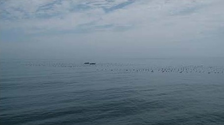 行业职业渔业养殖海上网箱养鱼渔民海水养殖