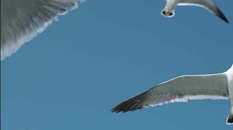 自然风景海鸟海鸥飞翔成群大海海面海洋