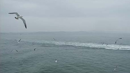 自然风景海鸟海鸥飞翔成群大海海面海洋