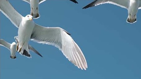 自然风景海鸟海鸥飞翔成群大海海面海洋