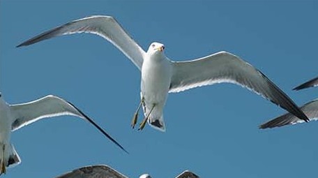 自然风景海鸟海鸥飞翔成群大海海面海洋