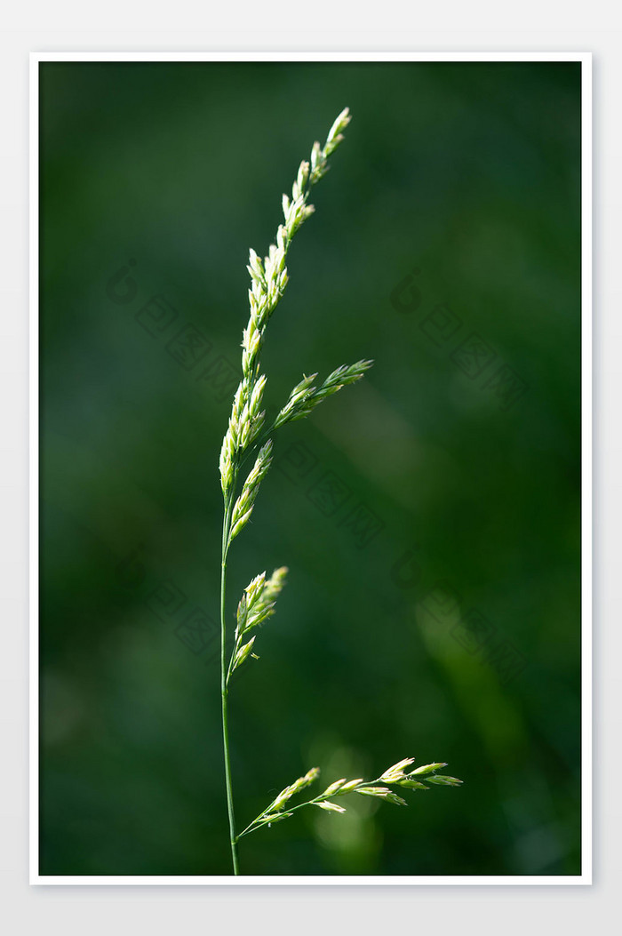 大暑节气绿色植物图片图片