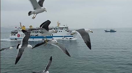 交通运输海上客运游轮海鸥飞翔轮船行驶