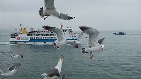 交通运输海上客运游轮海鸥飞翔轮船行驶