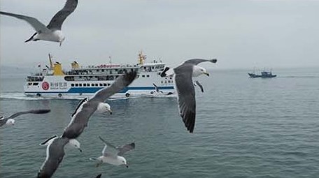 交通运输海上客运游轮海鸥飞翔轮船行驶