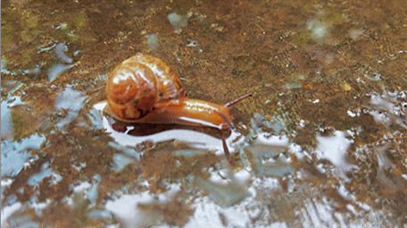 自然动物雨后蜗牛爬行小清新4K实拍