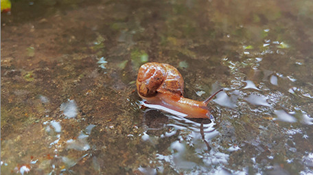 自然动物雨后蜗牛爬行小清新4K实拍