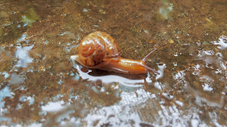自然动物雨后蜗牛爬行小清新4K实拍