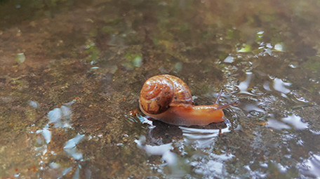 自然动物雨后蜗牛爬行小清新4K实拍