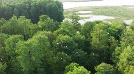 风景宁波余姚四明湖水杉森林航拍