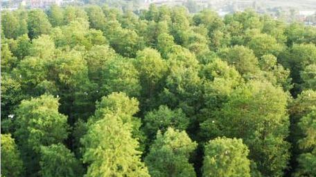 风景宁波余姚四明湖水杉森林航拍