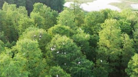 风景宁波余姚四明湖水杉森林航拍