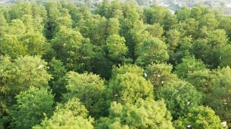 风景宁波余姚四明湖水杉森林航拍