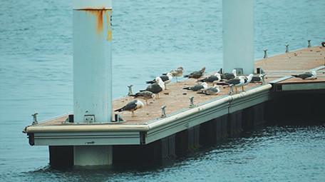 自然简约海鸥停在甲板上鸟类动物实拍