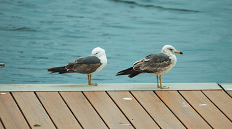 自然简约海鸥停在甲板上鸟类动物实拍