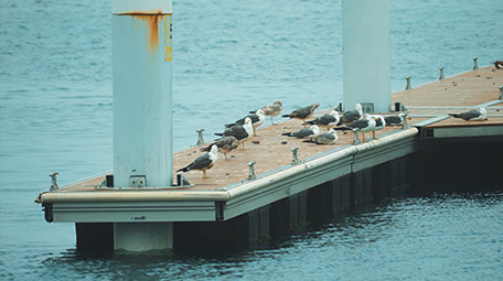 自然简约海鸥停在甲板上鸟类动物实拍