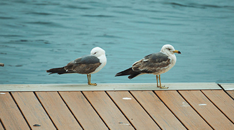 自然简约海鸥停在甲板上鸟类动物实拍