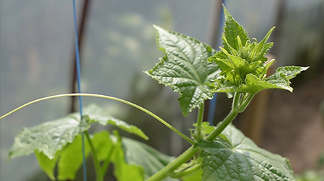 行业职业简约清爽三农黄瓜种植实拍视频