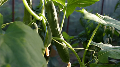 行业职业简约清爽三农黄瓜种植实拍视频