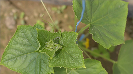 行业职业简约清爽三农黄瓜种植实拍视频