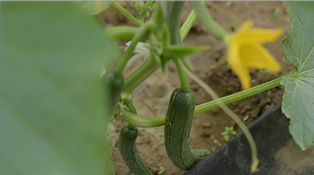 行业职业简约清爽三农黄瓜种植实拍视频