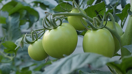 行业职业简约大气三农西红柿实拍素材