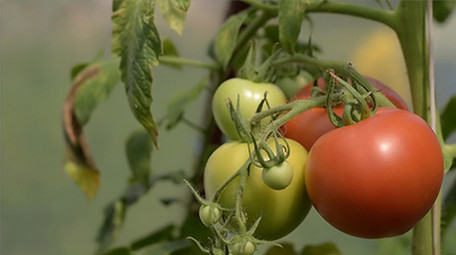 行业职业简约大气三农西红柿实拍素材