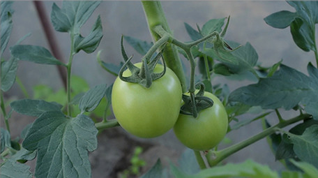 行业职业简约大气三农西红柿实拍素材